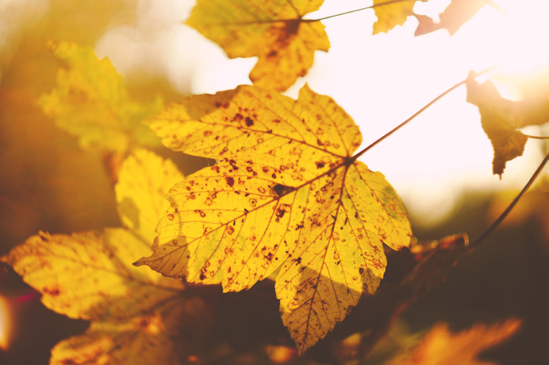 Le soleil de l'après-midi traverse les feuilles d'érable en automne. 